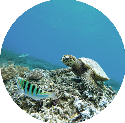 une tortue de mer évoluant dans les fonds marins