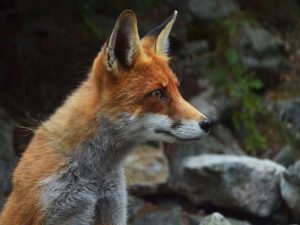 un renard qui guette